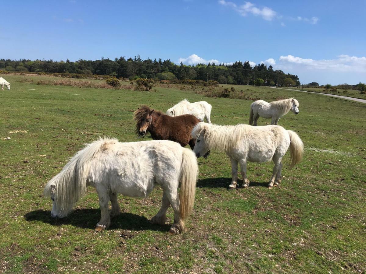Stunning Rustic Home, New Forest National Park Holiday home Southampton