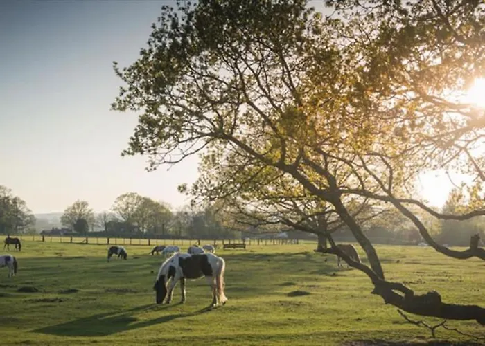 The Chalet In The New Forest - 5 Km From Peppa Pig!