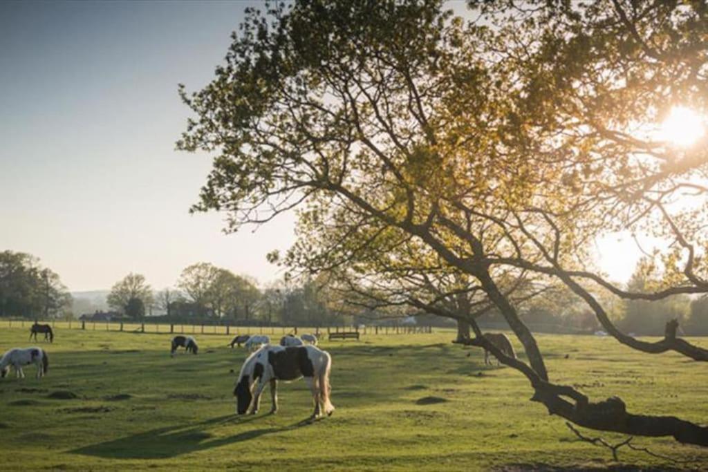 The Chalet In The New Forest - 5 Km From Peppa Pig! Apartment *